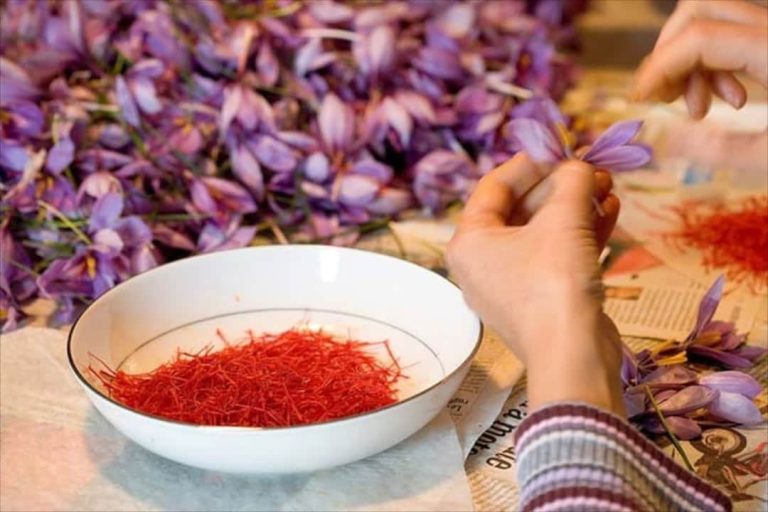 Cách sử dụng Saffron để tăng cường sức đề kháng và phòng tránh bệnh