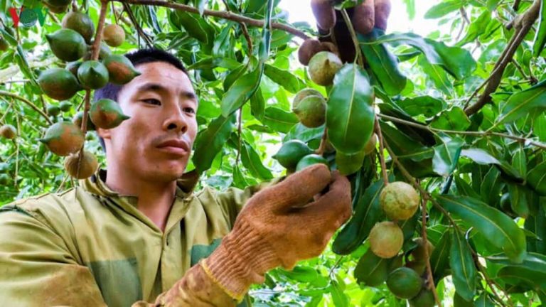 Cách chăm sóc cây macca sau khi trồng để có hạt macca