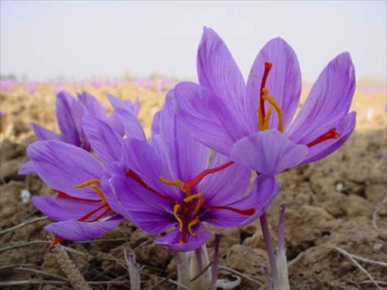 Cách chăm sóc hoa Saffron sao cho những bông hoa tươi đẹp