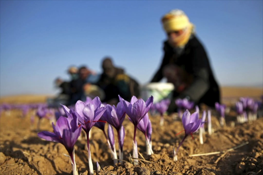 Các bước cơ bản để trồng hoa Saffron