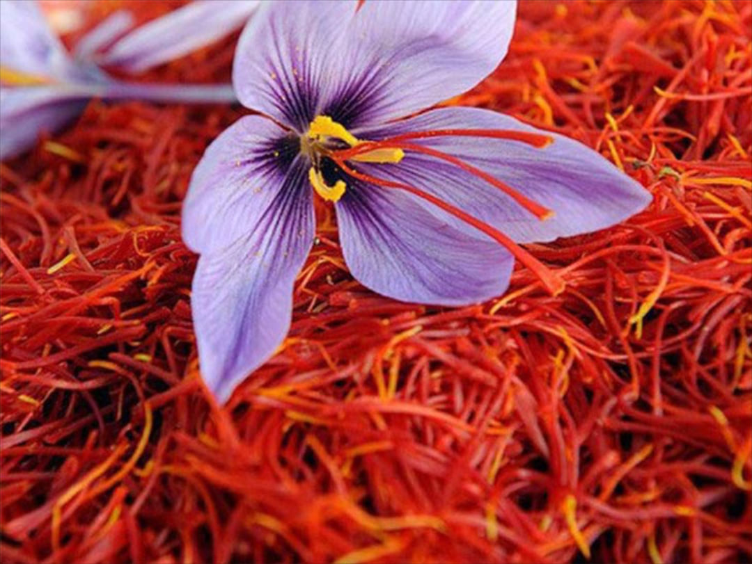 Cách phân loại Saffron theo nguồn gốc